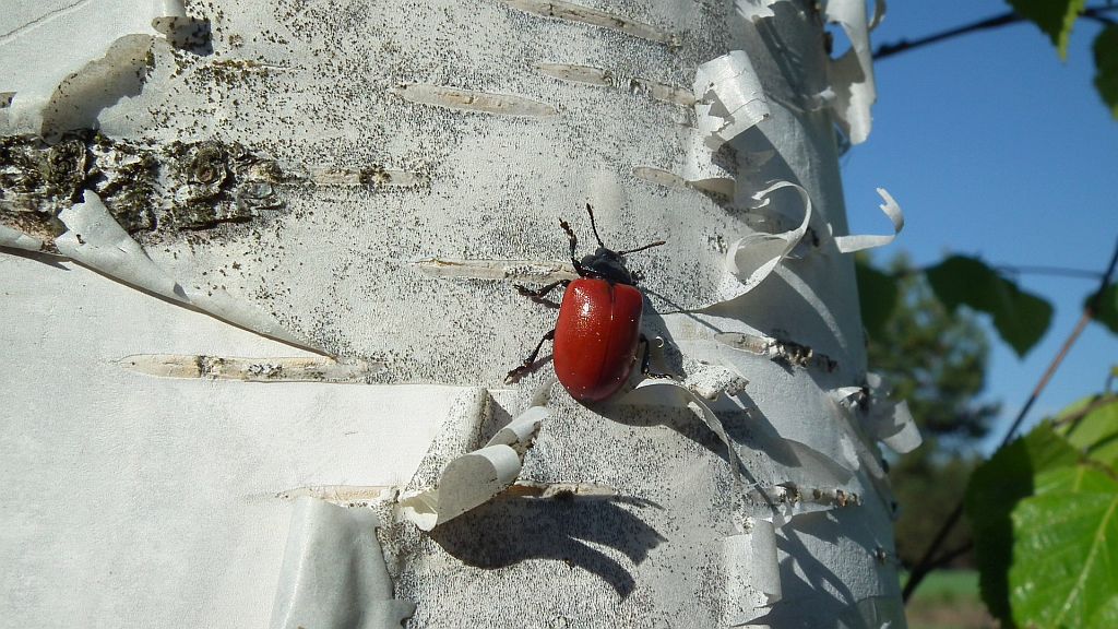 Rynnica topolowa (Melasoma populi)