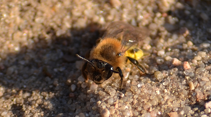 Pszczolinka wierzbowo – mniszkowa (Andrena nitida)