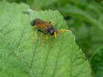 Pilarz polny (Tenthredo campestris)