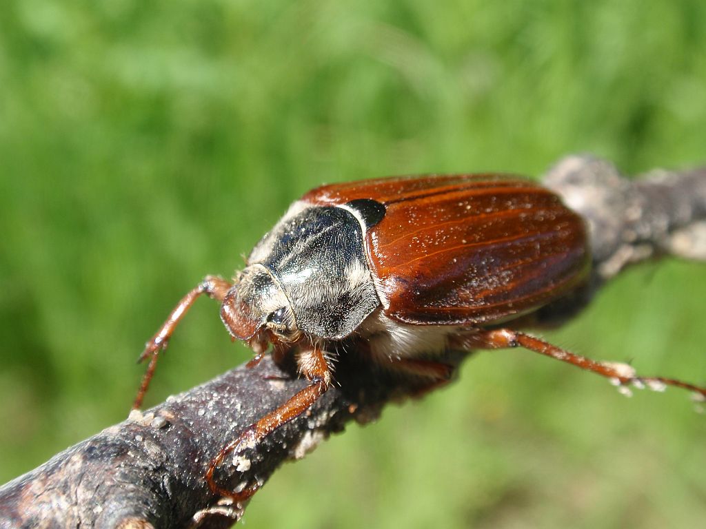 Chrabąszcz majowy (Melolontha melolontha)