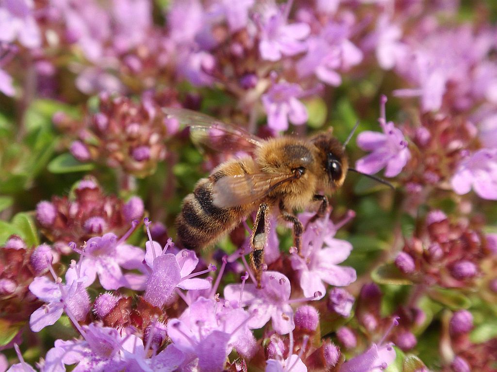 Pszczoła miodna (Apis mellifera L., syn. Apis mellifica L.)