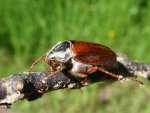 Chrabąszcz majowy (Melolontha melolontha)