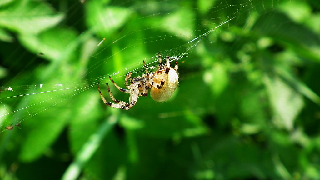Krzyżak łąkowy (Araneus quadratus)