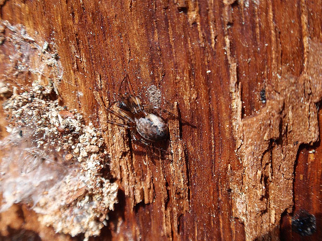 Krzyżak ogrodowy (Araneus diadematus)