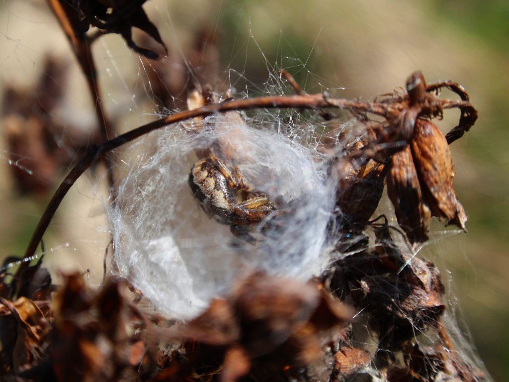 Krzyżak (Larinioides sp.)