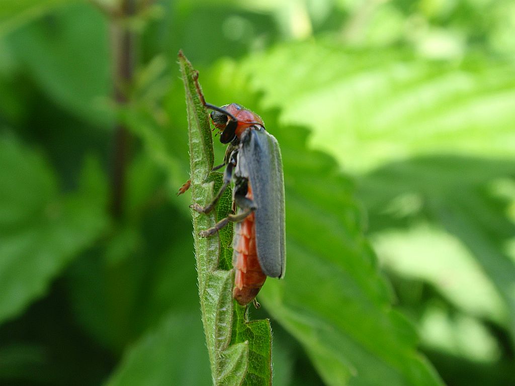 Omomiłek wiejski (Cantharis rustica)