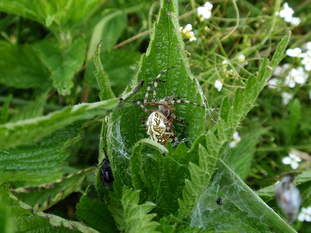 Kołosz wielobarwny (Aculepeira ceropegia)