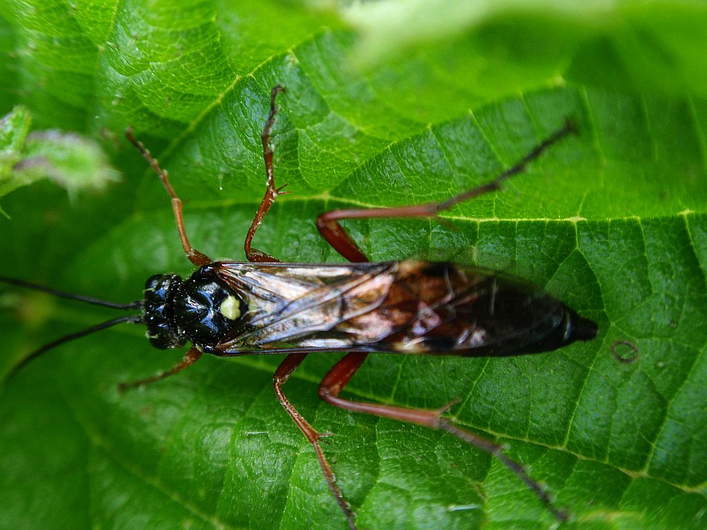 gąsienicznik - Diphyus quadripunctorius