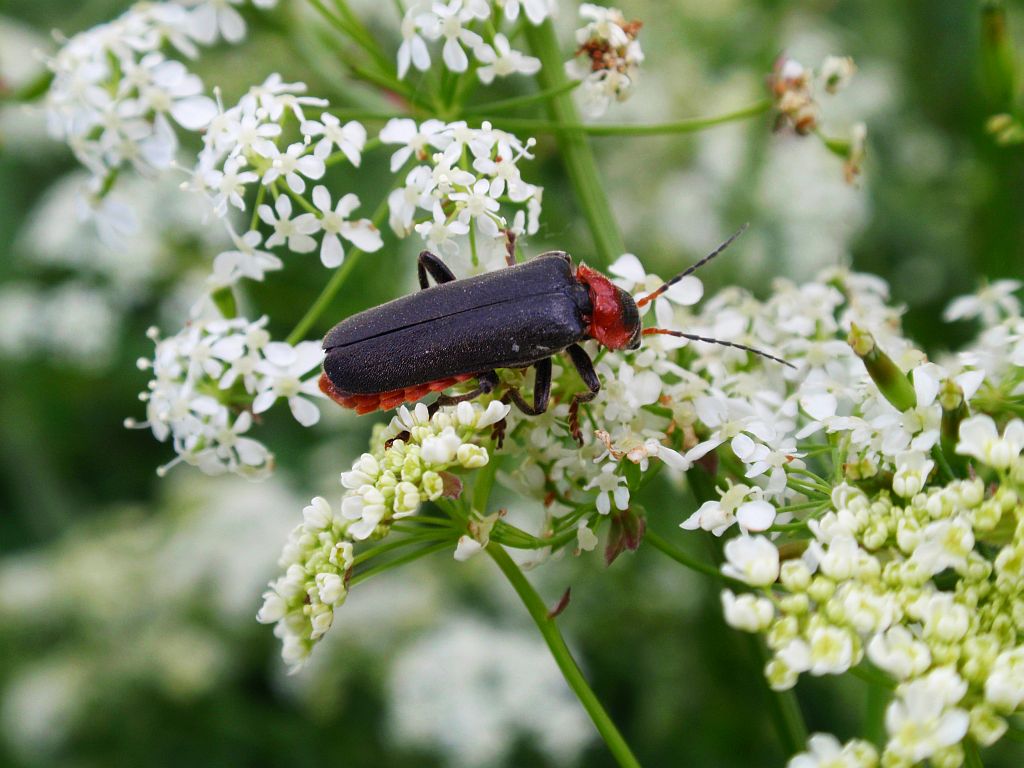 Omomiłek wiejski (Cantharis rustica)