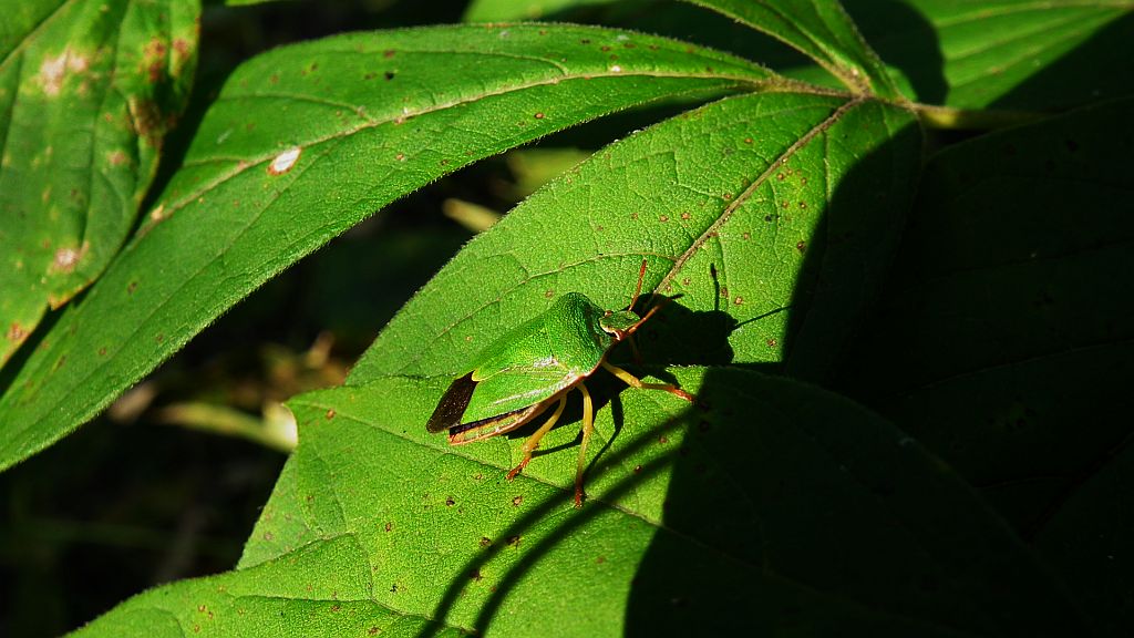 Odorek zieleniak (Palomena prasina)