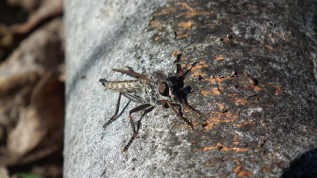Łowiec czarniawy (Machimus atricapillus), dawniej łowik czarniawy (Asilus atricapillus)