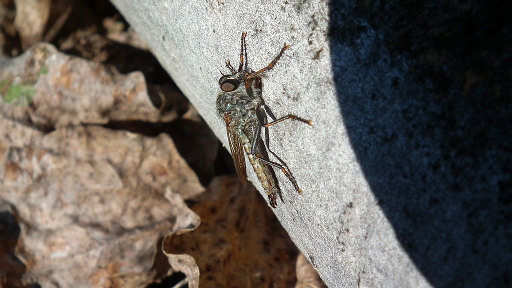 Łowiec czarniawy (Machimus atricapillus), dawniej łowik czarniawy (Asilus atricapillus)