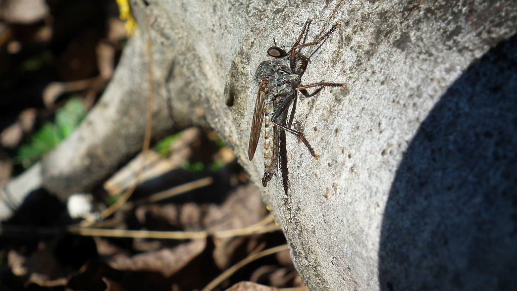 Łowiec czarniawy (Machimus atricapillus), dawniej łowik czarniawy (Asilus atricapillus)