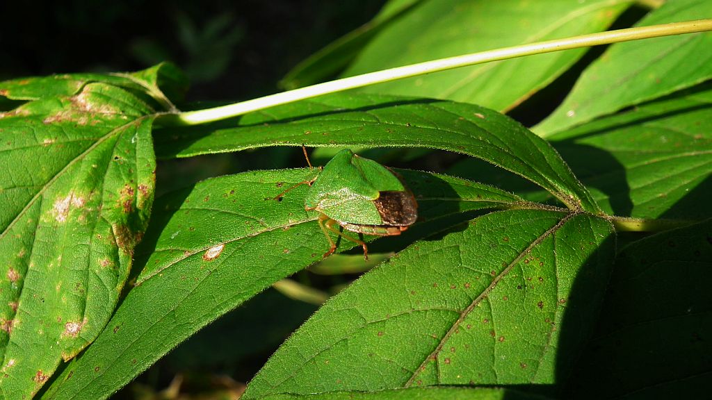 Odorek zieleniak (Palomena prasina)