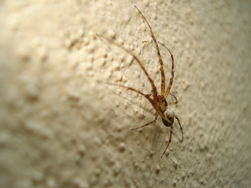 Czaik jesienny (Metellina segmentata)