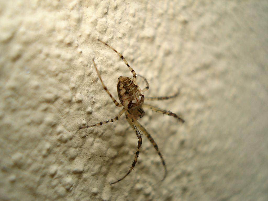 Czaik jesienny (Metellina segmentata)