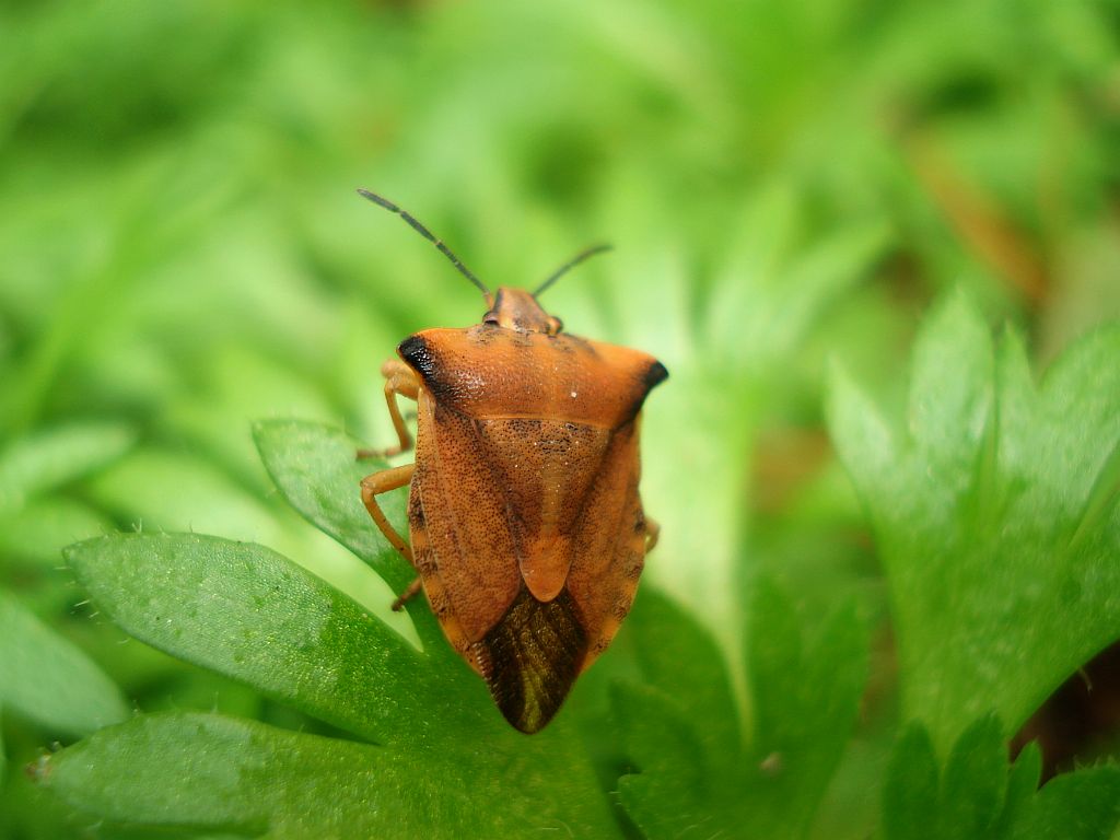 Borczyniec owocowy (Carpocoris fuscispinus Boh.)