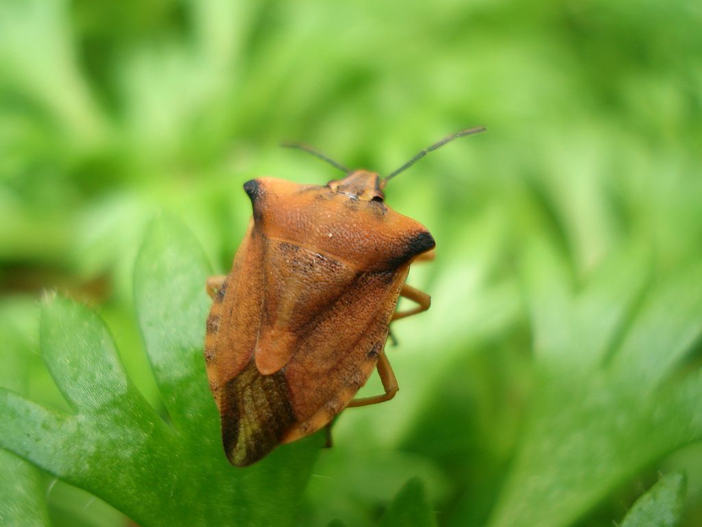Borczyniec owocowy (Carpocoris fuscispinus Boh.)