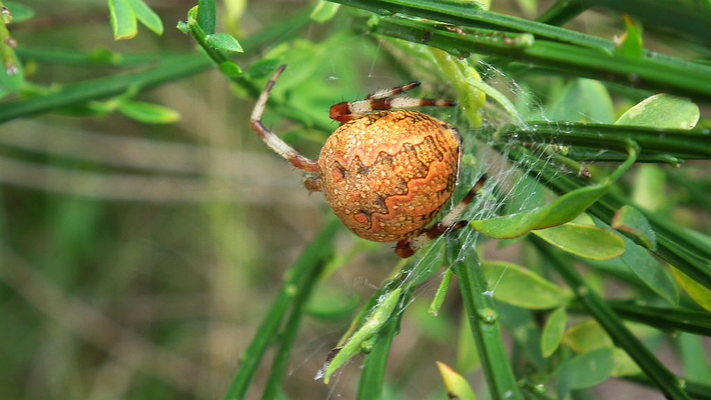 Krzyżak dwubarwny (Araneus marmoreus)