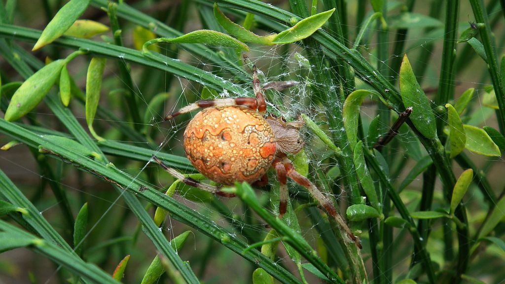 Krzyżak dwubarwny (Araneus marmoreus)