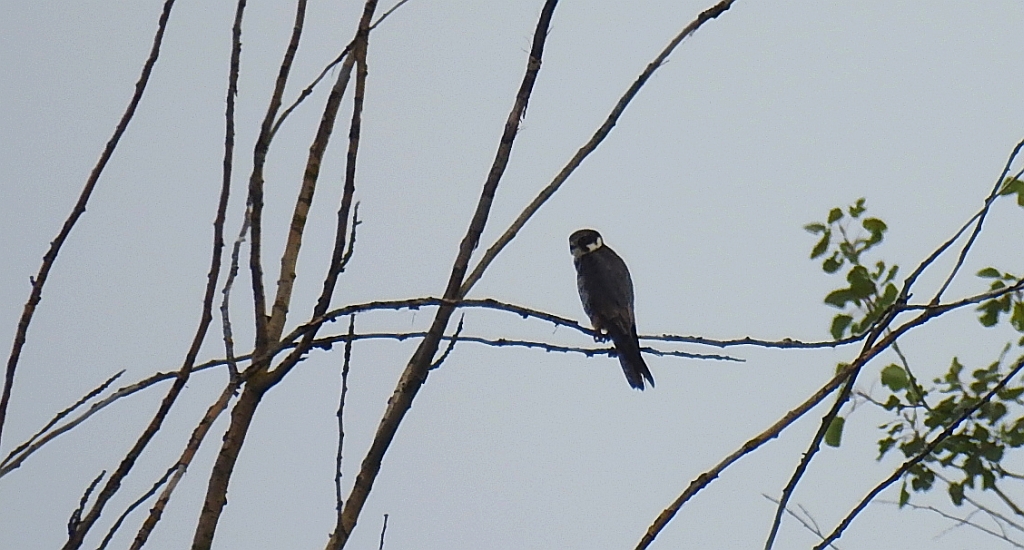 Kobuz, sokół kobuz, sokół leśny, sokolik drzewiec (Falco subbuteo)