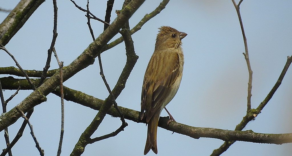 Dziwonia (Carpodacus erythrinus)
