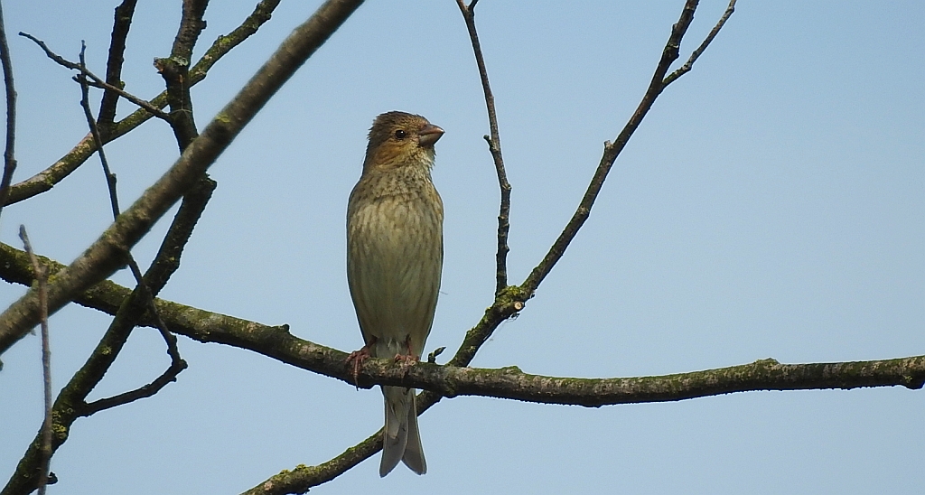 Dziwonia (Carpodacus erythrinus)
