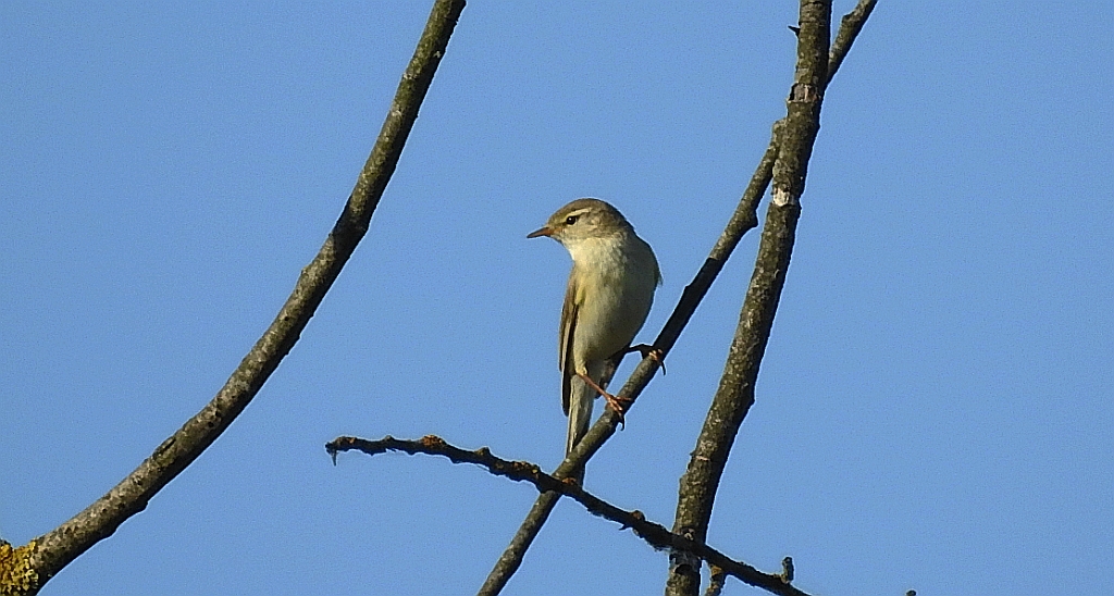 Świstunka leśna (Rhadina sibilatrix)