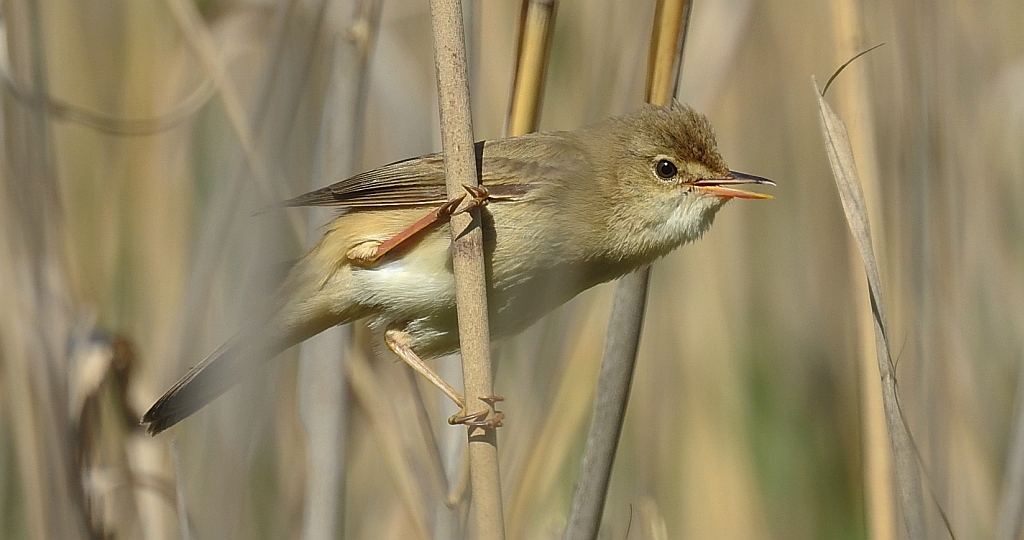 Trzcinniczek zwyczajny, trzcinniczek, trzcionka (Acrocephalus scirpaceus)