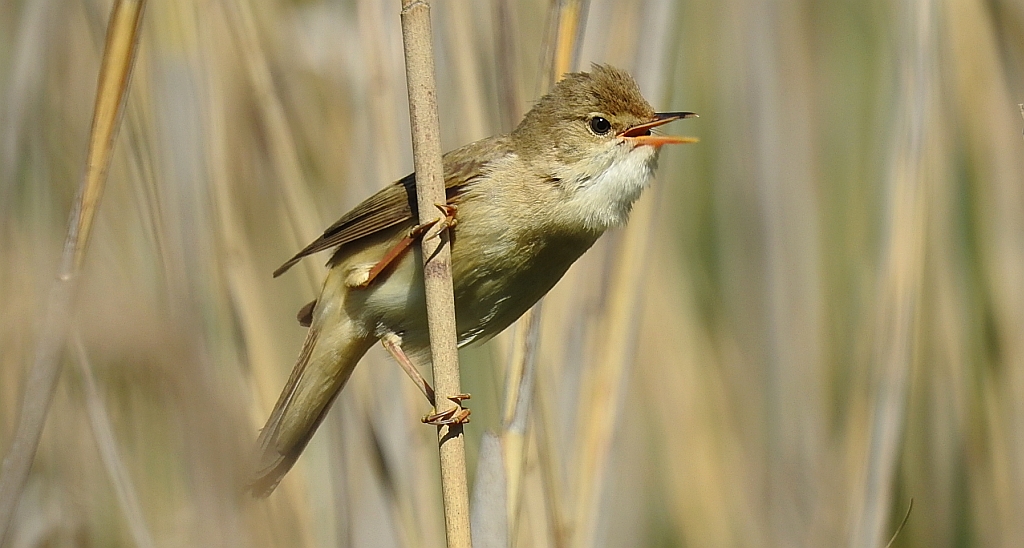 Trzcinniczek zwyczajny, trzcinniczek, trzcionka (Acrocephalus scirpaceus)