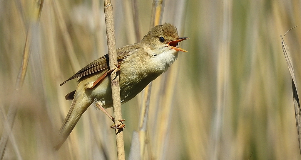 Trzcinniczek zwyczajny, trzcinniczek, trzcionka (Acrocephalus scirpaceus)