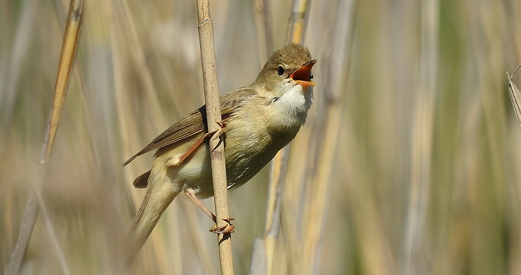 Trzcinniczek zwyczajny, trzcinniczek, trzcionka (Acrocephalus scirpaceus)