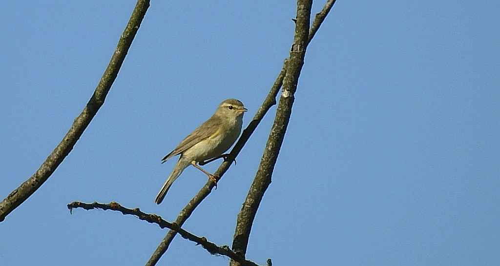 Świstunka leśna (Rhadina sibilatrix)