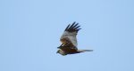 Błotniak stawowy (Circus aeruginosus)