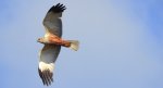 Błotniak stawowy (Circus aeruginosus)