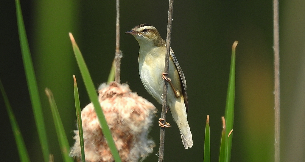 Rokitniczka (Acrocephalus schoenobaenus)