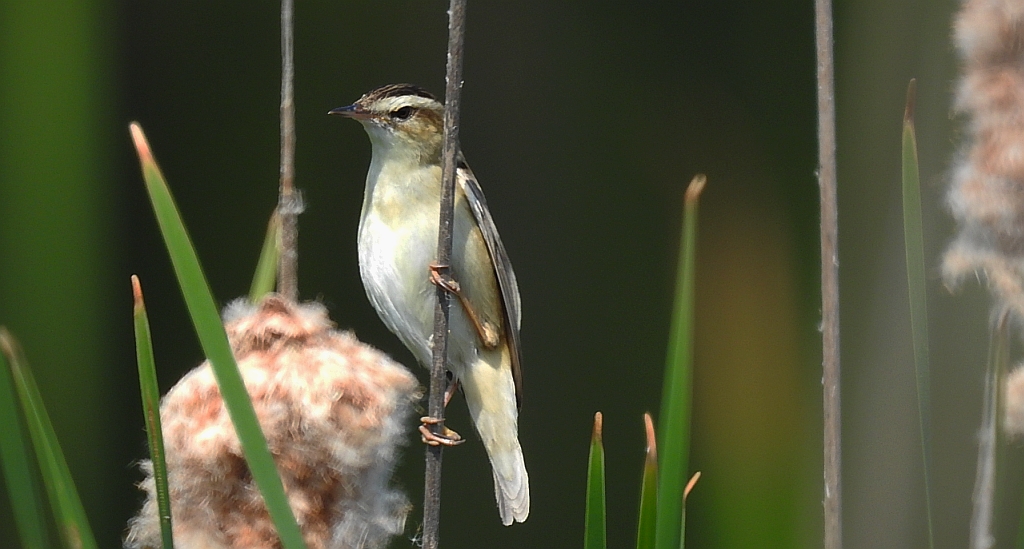 Rokitniczka (Acrocephalus schoenobaenus)
