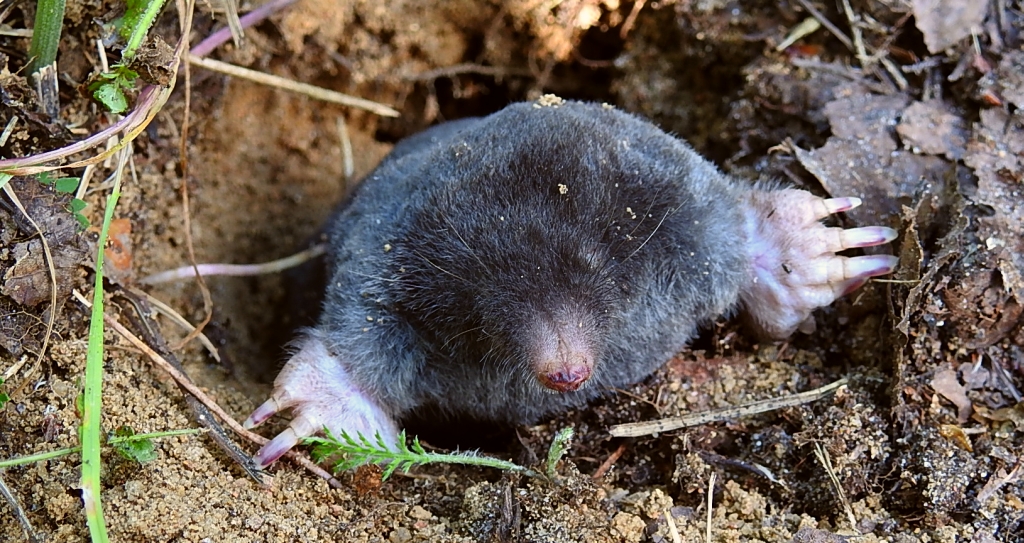 Kret europejski (Talpa europaea)