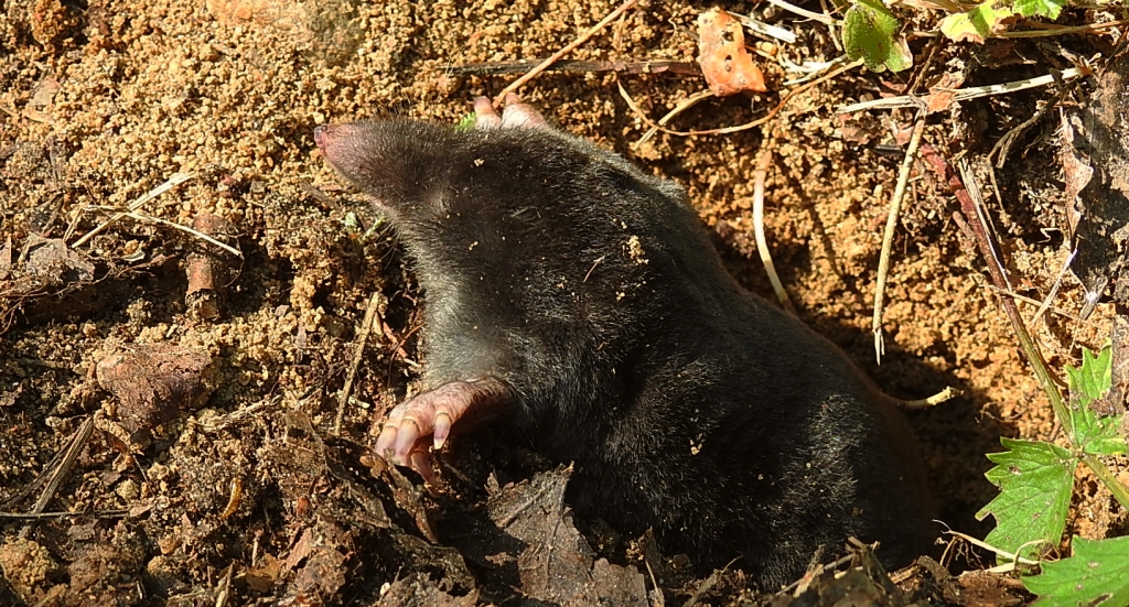 Kret europejski (Talpa europaea)