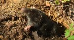 Kret europejski (Talpa europaea)