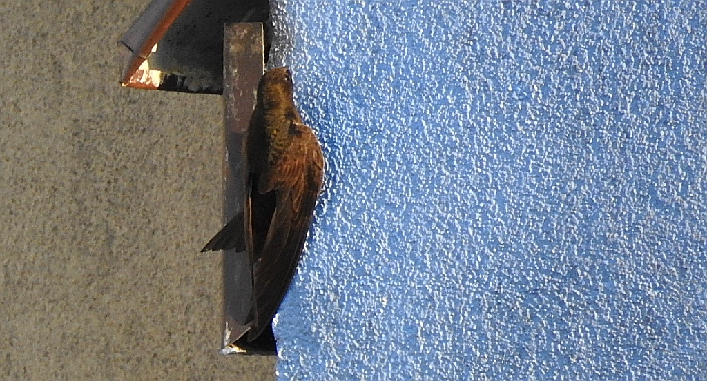 Jerzyk zwyczajny, jerzyk (Apus apus)