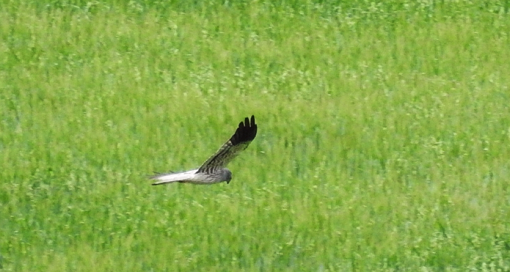 Błotniak łąkowy (Circus pygargus)