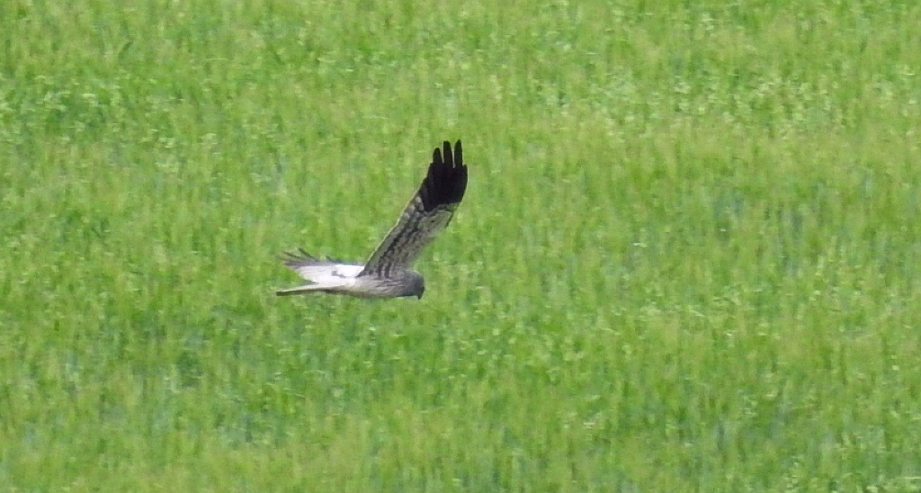 Błotniak łąkowy (Circus pygargus)