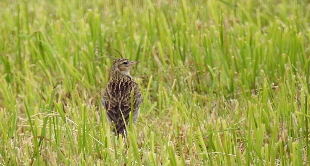 Skowronek zwyczajny, skowronek polny, skowronek, rolak (Alauda arvensis)