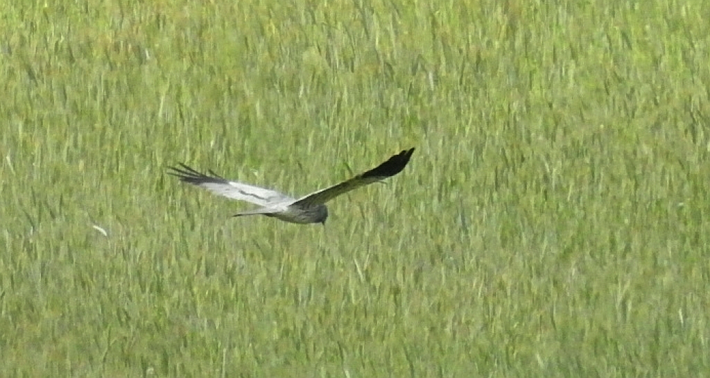 Błotniak łąkowy (Circus pygargus)