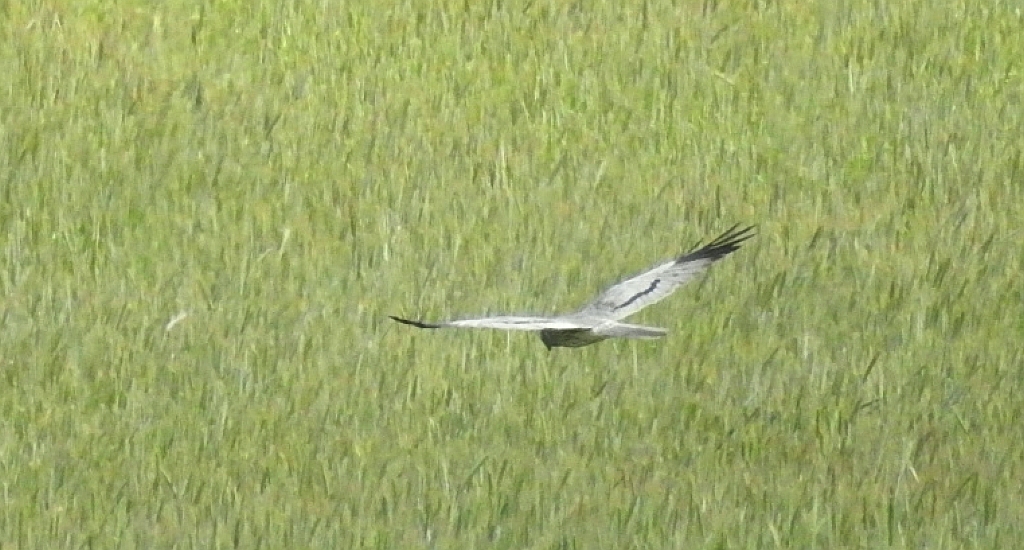 Błotniak łąkowy (Circus pygargus)