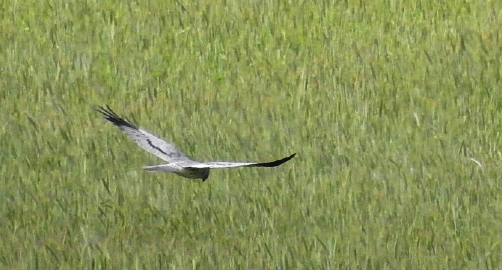 Błotniak łąkowy (Circus pygargus)