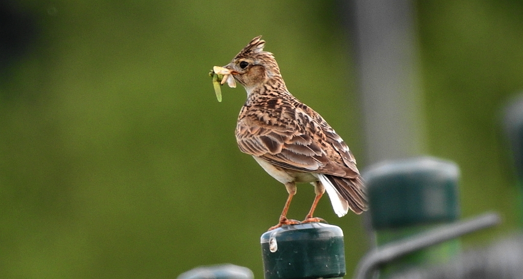Skowronek zwyczajny, skowronek polny, skowronek, rolak (Alauda arvensis)