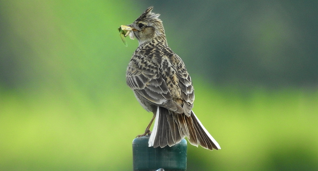 Skowronek zwyczajny, skowronek polny, skowronek, rolak (Alauda arvensis)