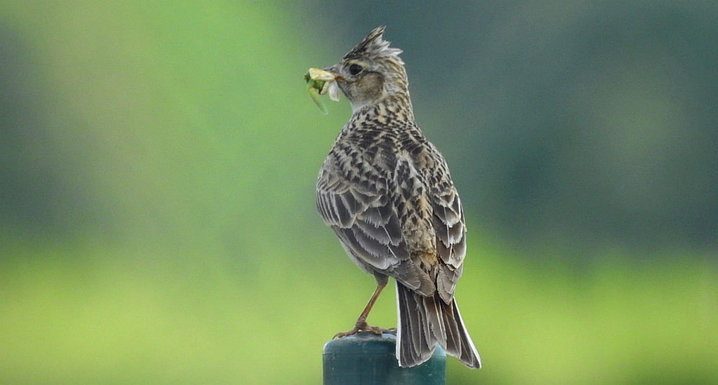 Skowronek zwyczajny, skowronek polny, skowronek, rolak (Alauda arvensis)